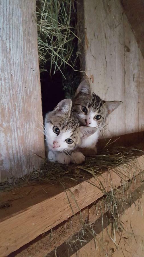 Hof Laesser Möggers Dış mekan fotoğraf